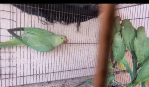 ببغاء الدره للبيع