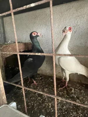 3 جواز للبيع او للبدل على عصافير
