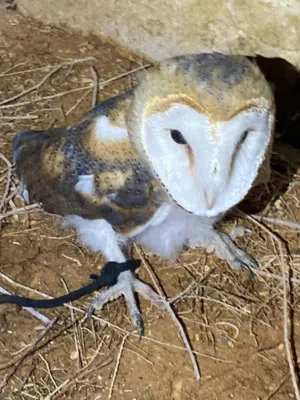 فرخ بومه كيف متعلم ايطير