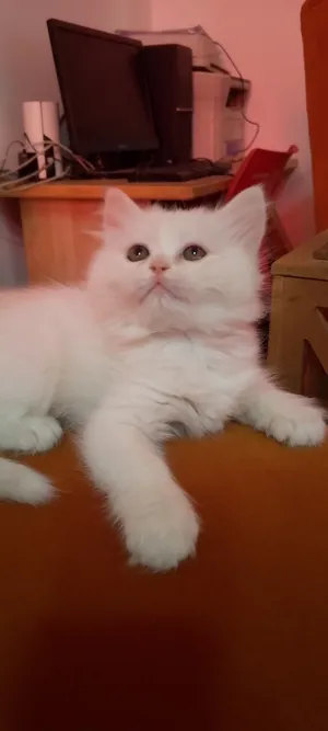 ‏سكوتش فولد‏0