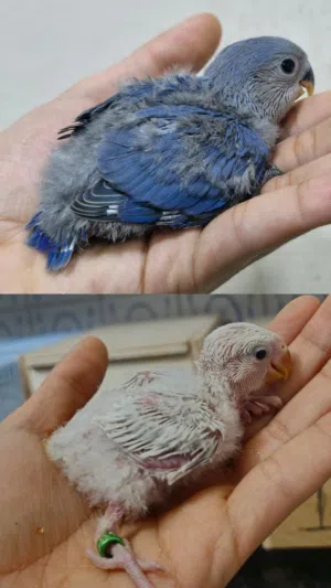 ماشاءالله للبيع فروخ حب حجم ولون مميز