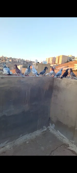 10 فحول طيور حمام مع 3 مقالب كبار جدا كش بايدك ليل ونهار اوبدل ع عصافير كنار