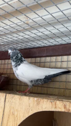 حمام باكستاني تيدي  طيار للبيع