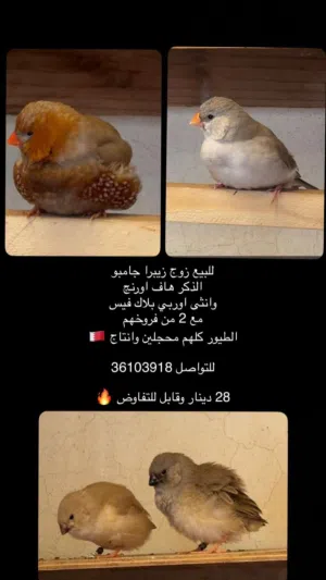 للبيع زيبرا جامبو مع الفروخ