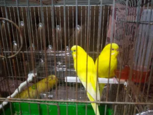 جوز حش صلات النبي شغالات