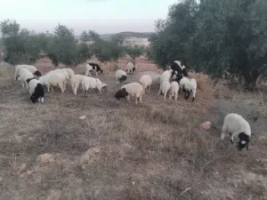 حوليات للبيع ب970
