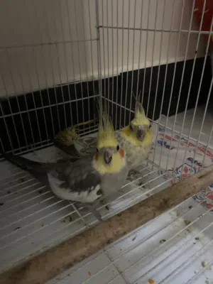 ببغاء كوكتيل