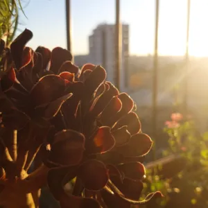 محمد ماهر معالي 