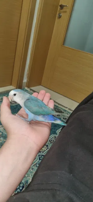 ببغاء روز اليف هدد و ذكي