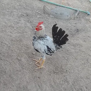 ديك عرب عدد 2 الواحد ب10واذا اثنينهن 15