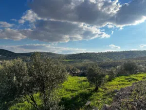 ارض مميزة مشجرة زيتون للبيع بيرين صروت 3500 متر