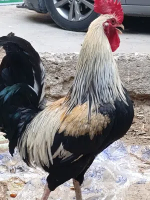 دجاج كويتي كحلي وترثه ودجاجة وديج دندراوي