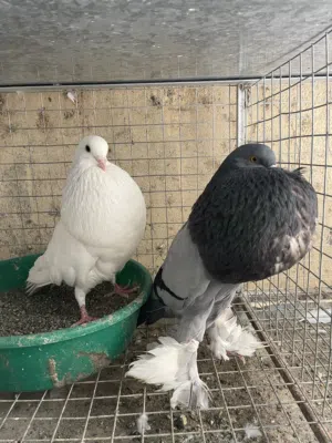 حمام نفاخ  ابو ماريون للبيع فقط احجام ما شاء الله بدون تهجين انتاج معي شوف الاعلان واختار الصورة .