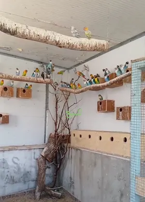 ‏ببغاء‏1