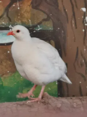 للبيع طيور الحجل العربي والأبيض