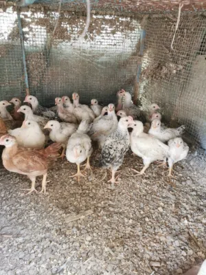 فروخ عماني فرنسي (تهجين)