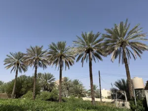 نخيل للطناء كرشا ولاية نزوى
