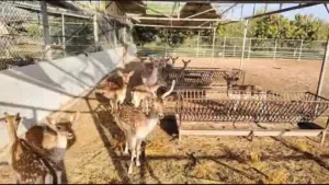 " DEER FOR SALE – ABU DHABI