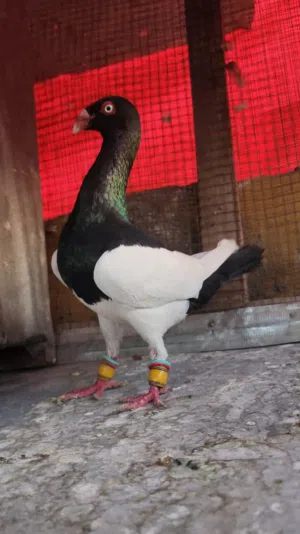 جوزين يهوديات سلافره