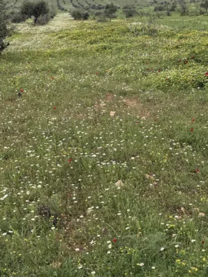 Commercial Land for Sale in Idlib Ma'aret ِl-Nu`man