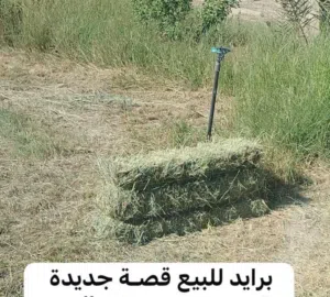 تتوفر لدينا برايد انتاج المزرعة جديد