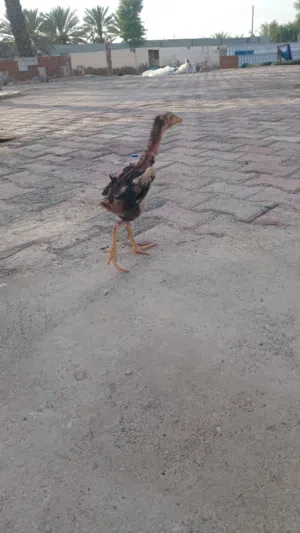 شاموو الماني
