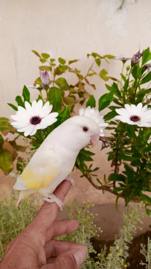 اثنى روز كريمي عيون حمر للتبديل بذكر عيون حمر