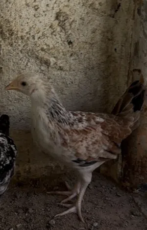 زوج دنداروي