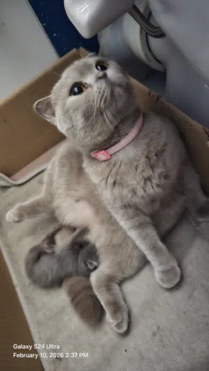 سكوتش فولد ليلاك مميزه