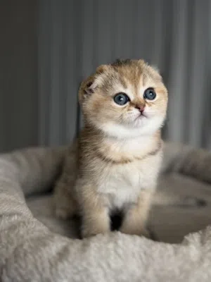 قطط سكوتش فولد وبرتش للبيع