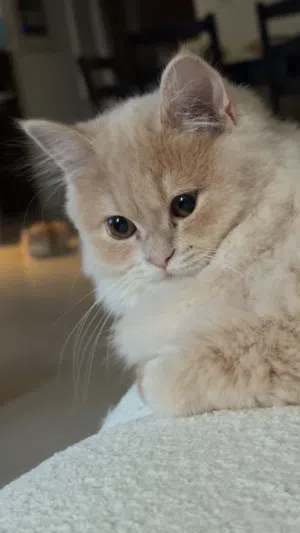 قطط ذكور واناث