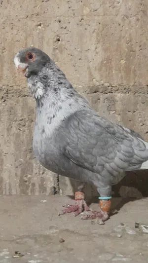 متاح حبات نخب فرخين وجوز وفحل هندياني  طير حمام