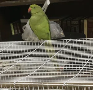 متو خضراء قابل للبدل