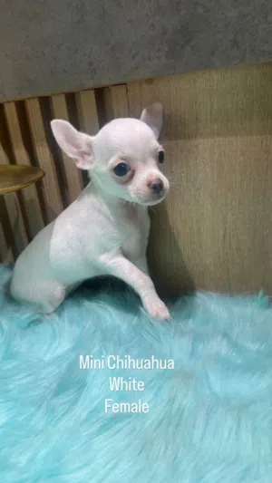 Chihuahua puppies