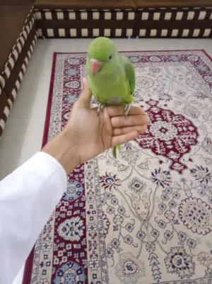 ببغاء دره أليف ب 35 ريال