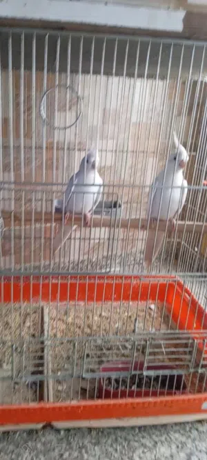 بسم الله جوز كوكتيل البيلو عين حمراء منتجات ما شاء الله الطيره فيها ضربه بطرف جناحها مش مؤثر عليها