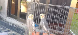 للبيع جوزكوكتيل