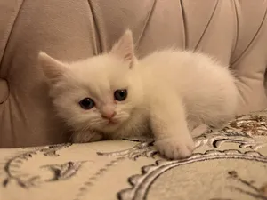 ‏هملايا‏1