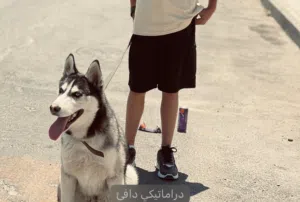 كلب هاسكي نضيف جدا عمر 6 اشهر مدرب