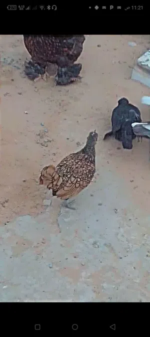 كوبيتين .....استورالي ..وكيني ربي يبارك