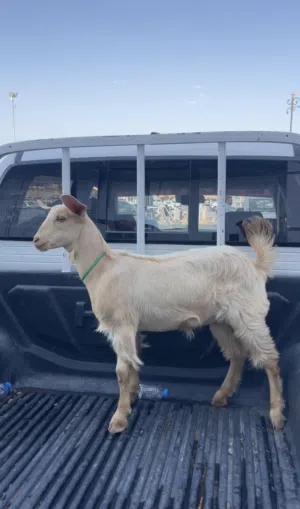 صخله للبيع