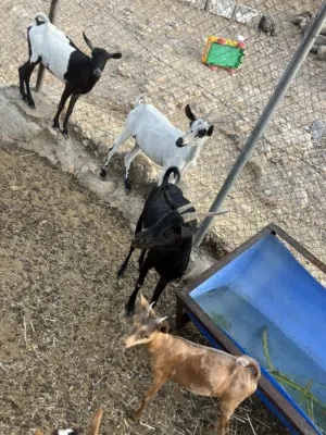 اغنام اليمن لبيع