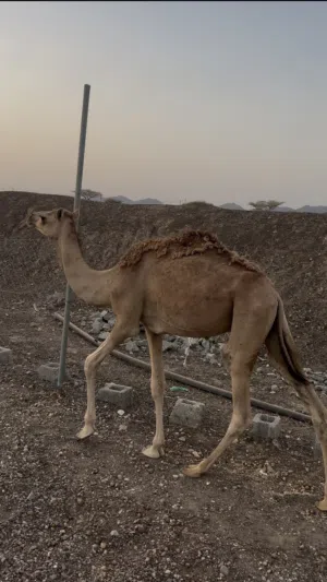 قعود للبيع حج