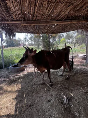 للبييع بقره جيرسية أمورها طيب