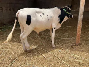 عجول شرط الصحه مال رباط