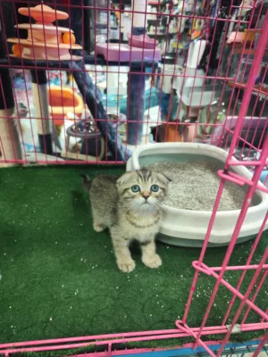 قطط سكوتش فولد العمر شهرين ذكور ، فقط اخر 2 جولدن و سلفر شدد بيور 100٪