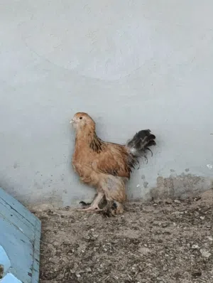 كتكوت براهمي