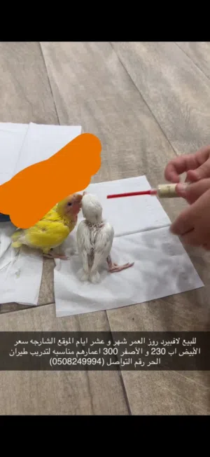كلشي فل فيديو