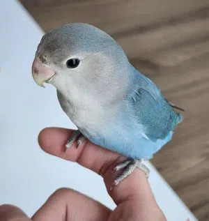 للبيع لافبيرد اليف جدا مناسب للاطفال