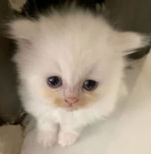 Cat white 40 day